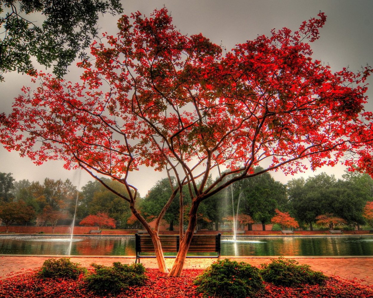 Клен японский колоновидный