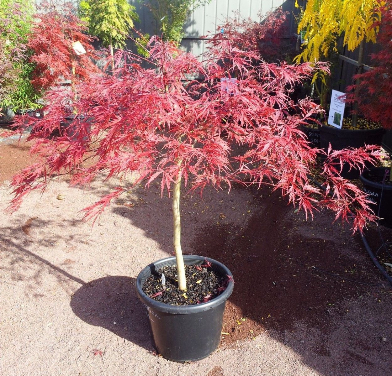 Клён японский листопадный