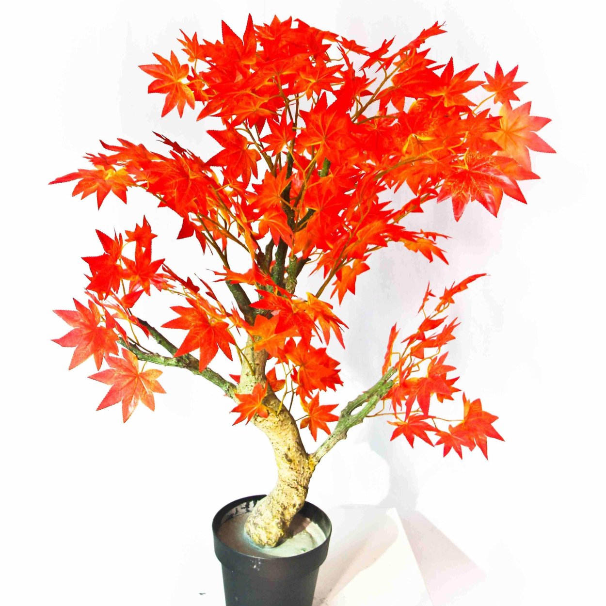 Клён остролистный