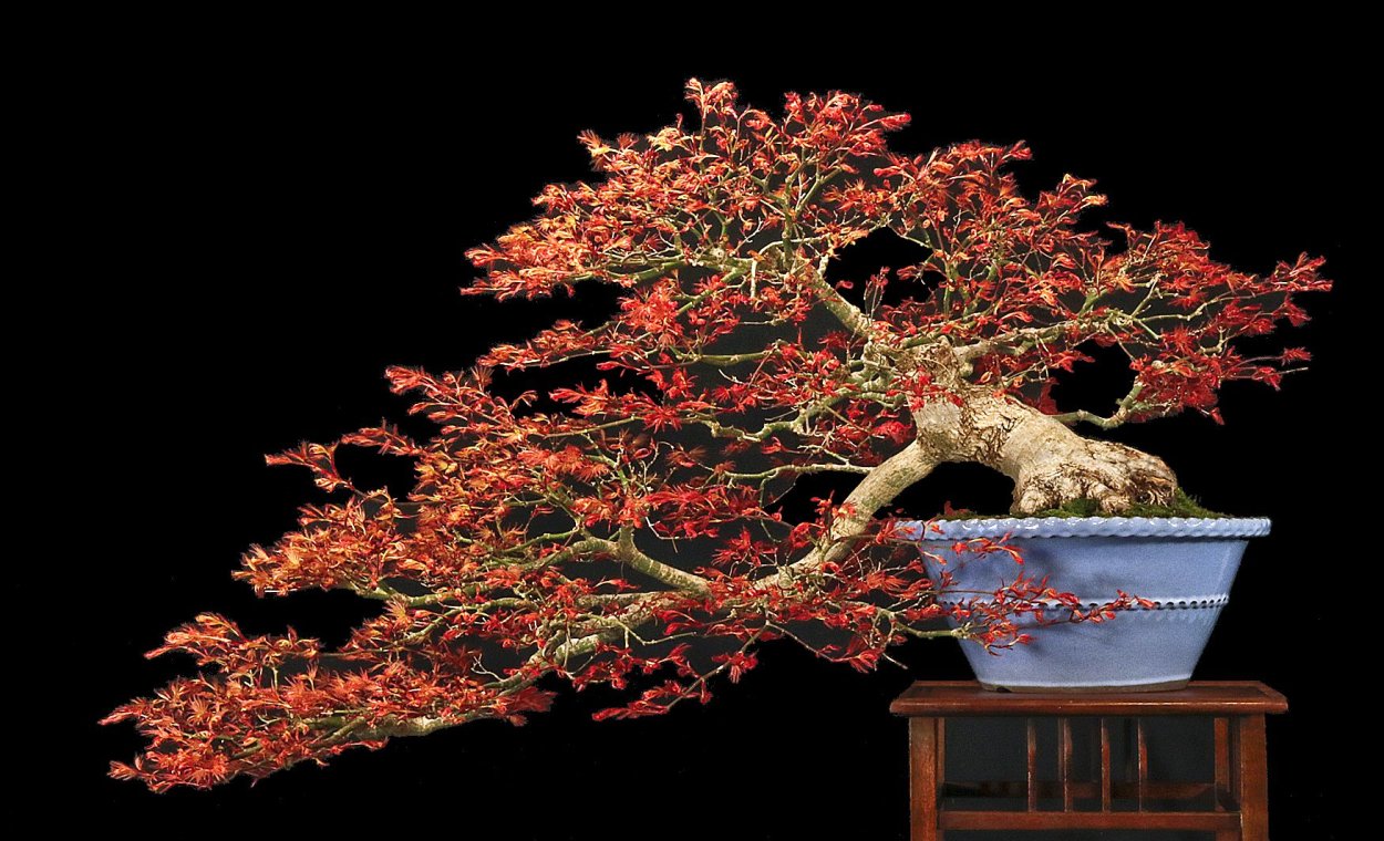 Клен дерево бонсай - 75 фото