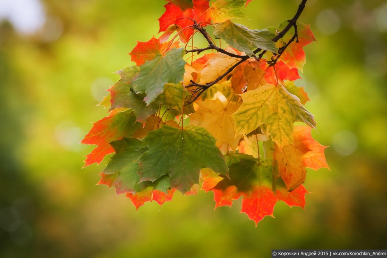 Лист на ветру