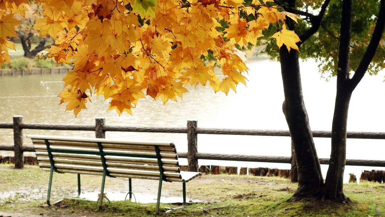 Осень скамейка