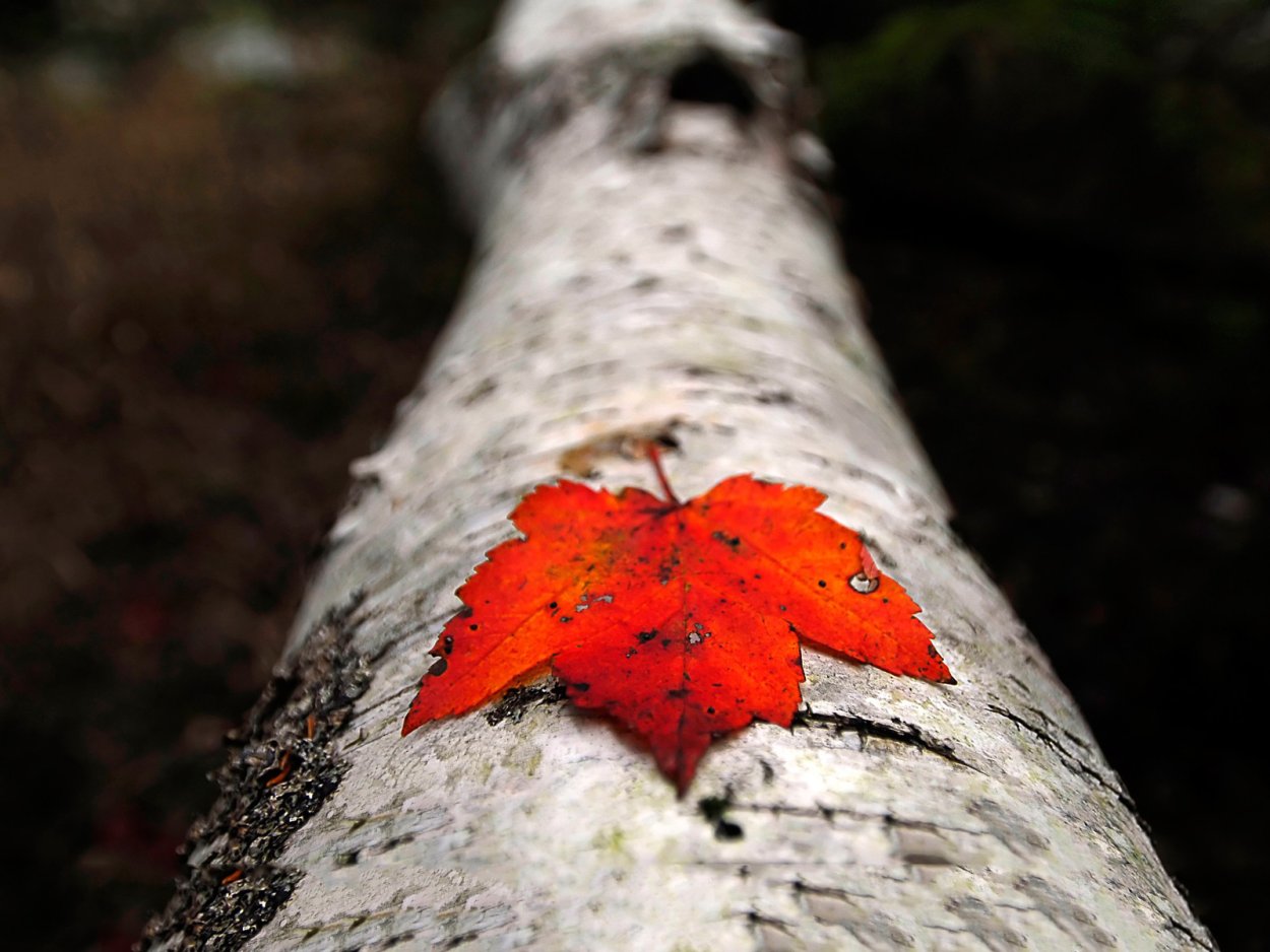 Красный листик березы
