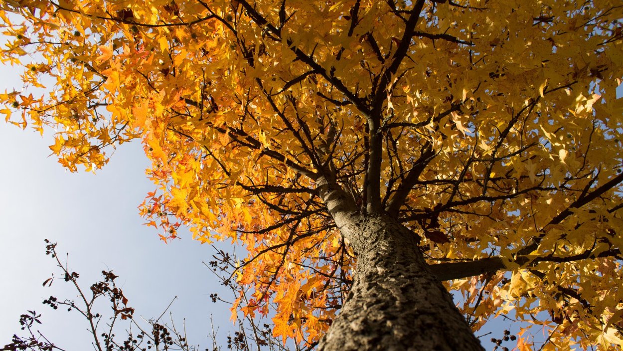 Золотистый клен