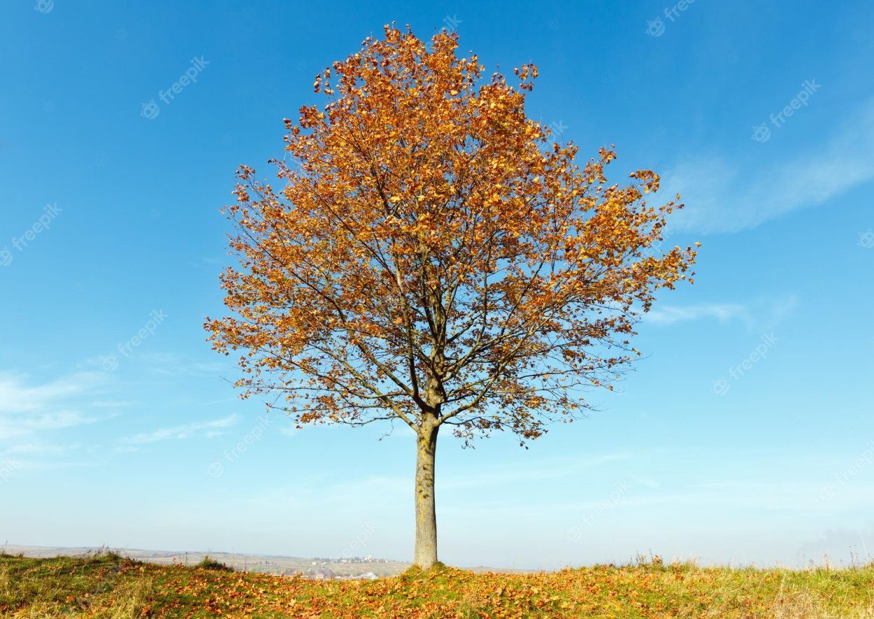 Одинокий клен