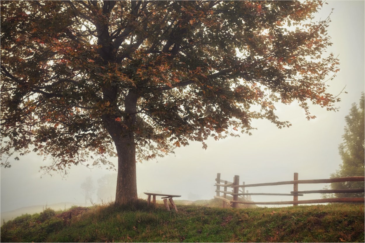 Старый клен старый клен