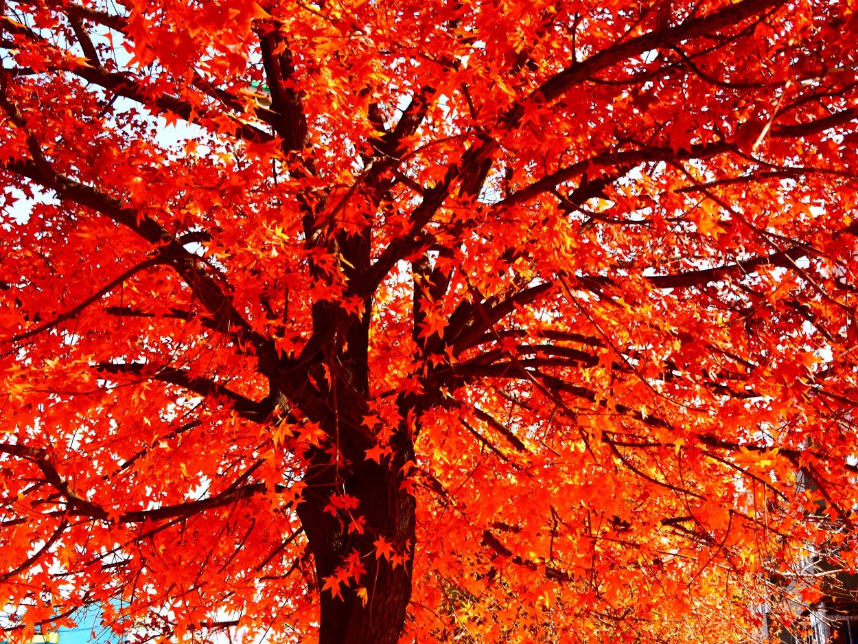 Клен красный осенью дерево