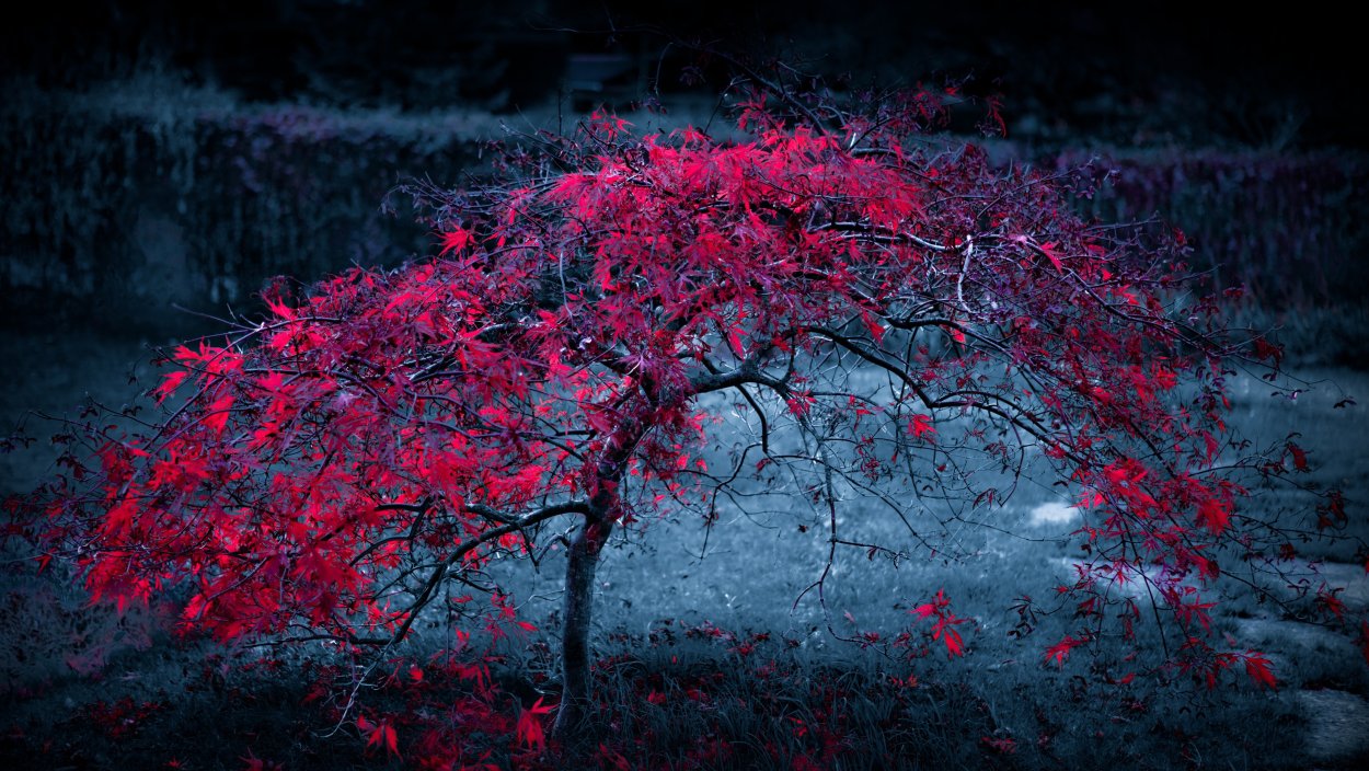 Красивое красное дерево