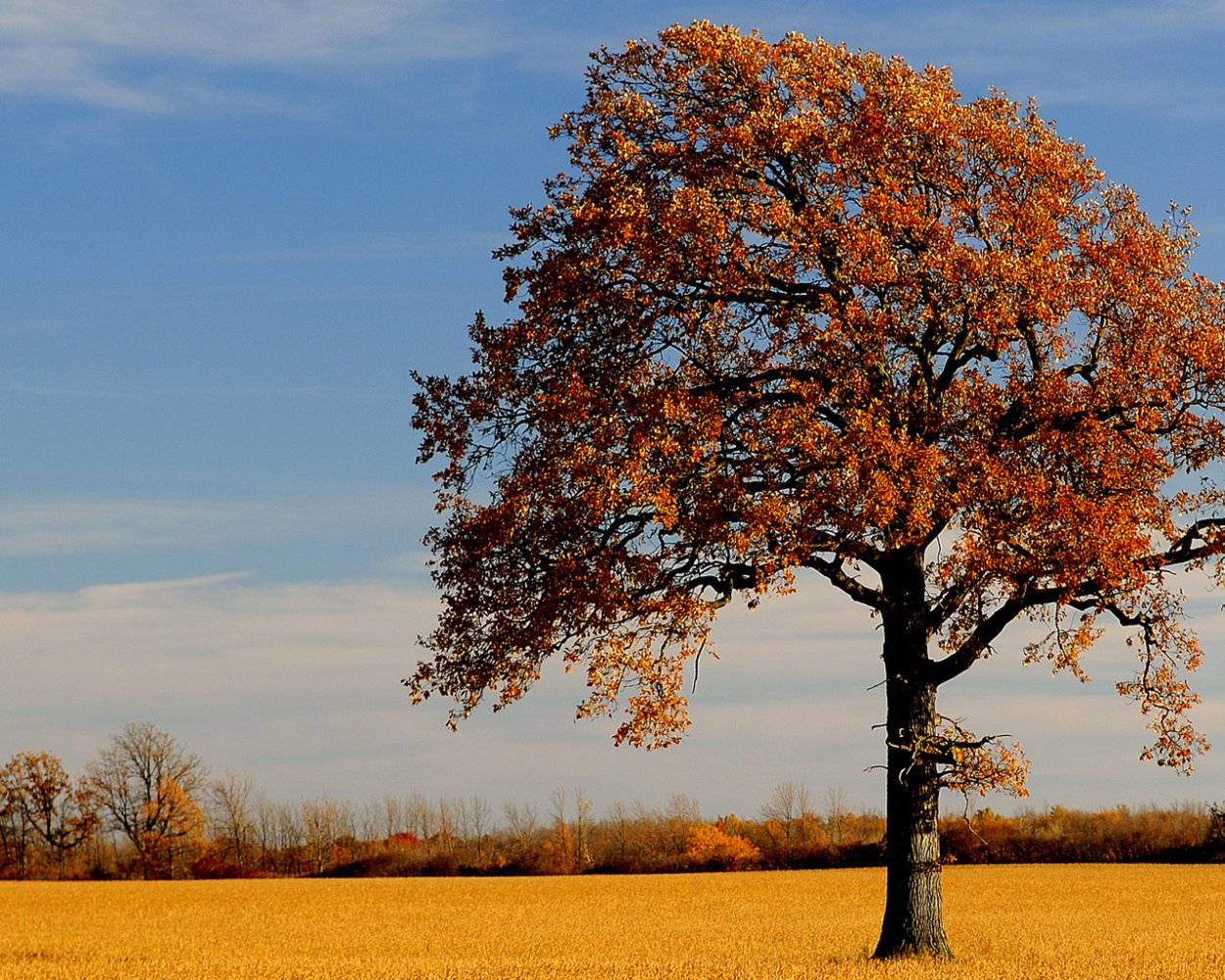 Осень деревья
