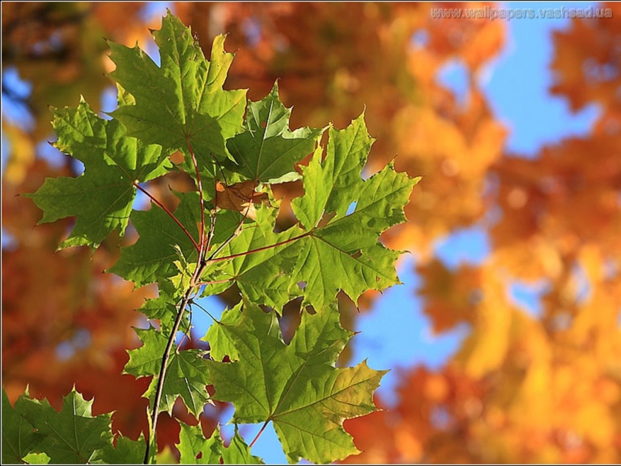 Старый клен картинка