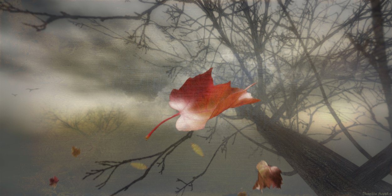 Сильный ветер листья