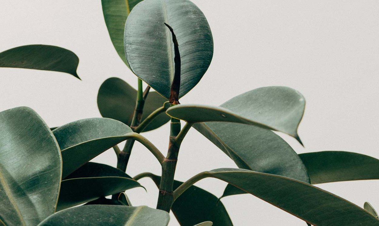 Зеленые сайты фикус