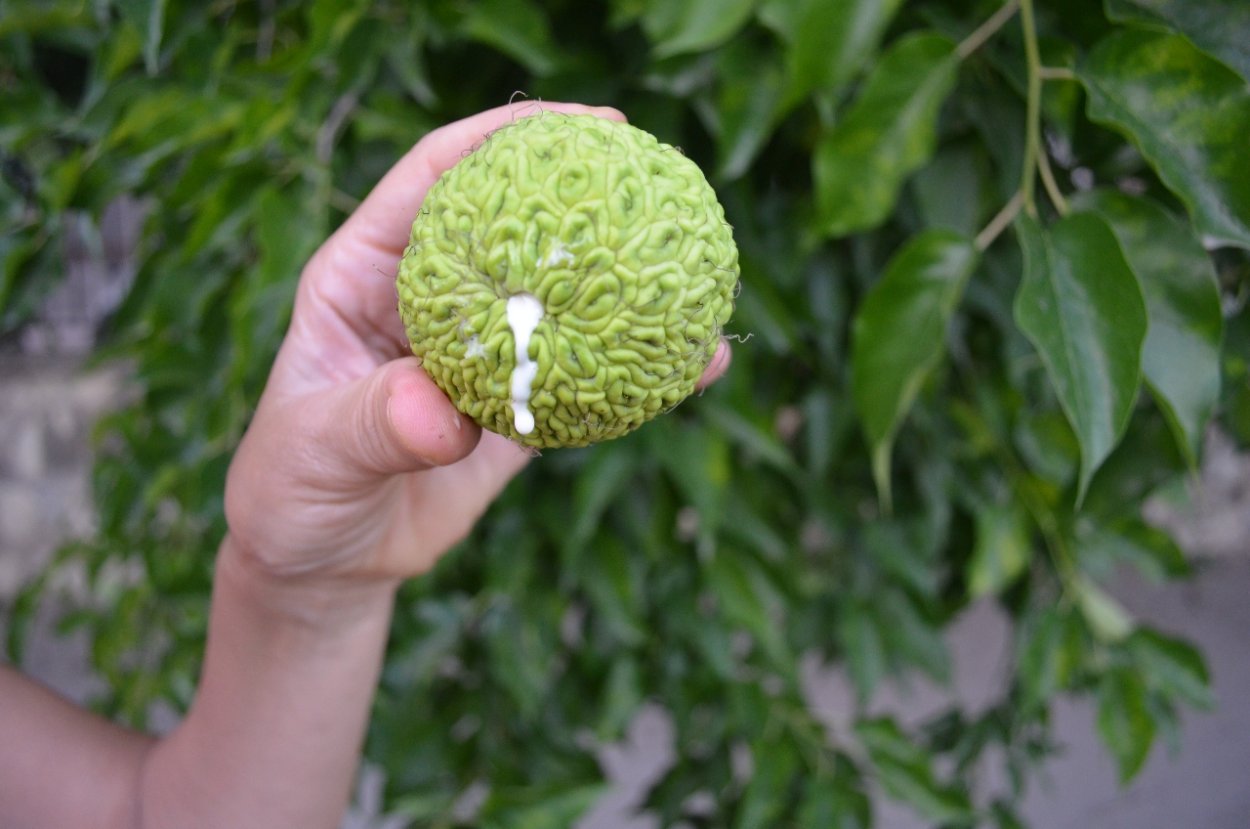 Маклюра Крымская