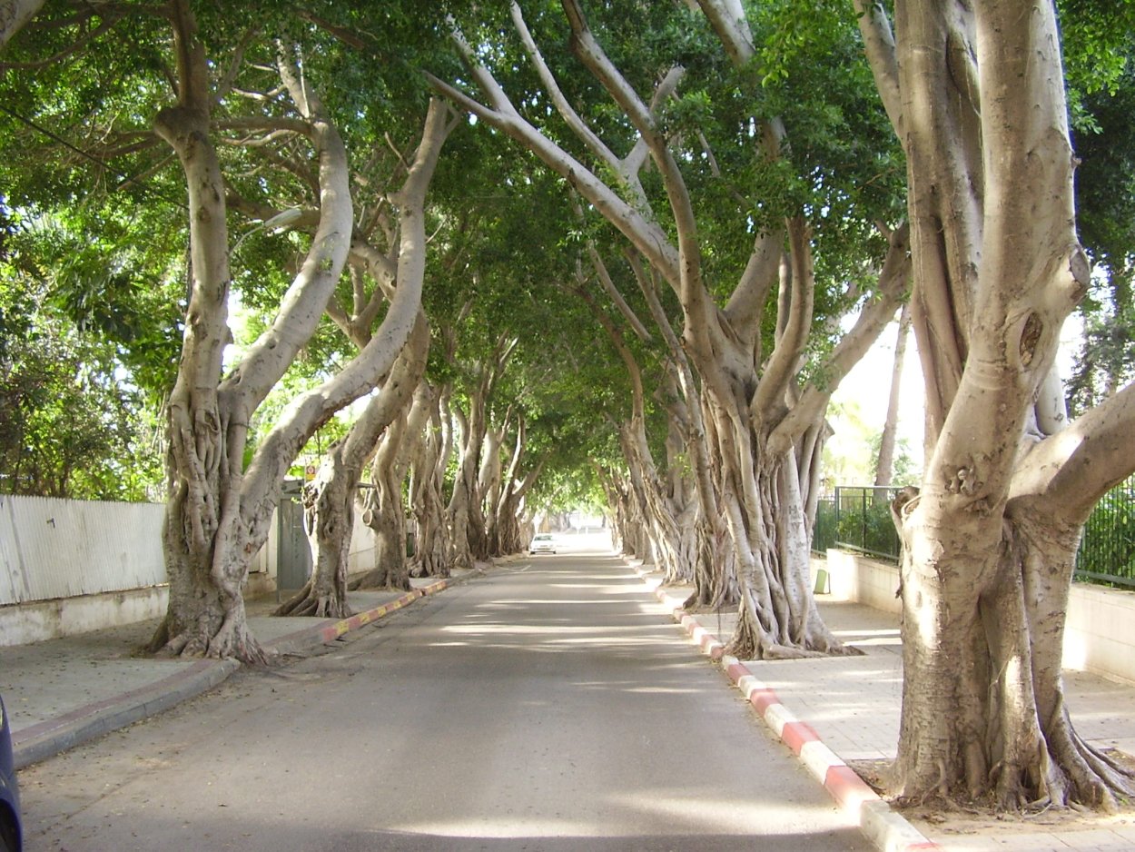 Фикус Израиль