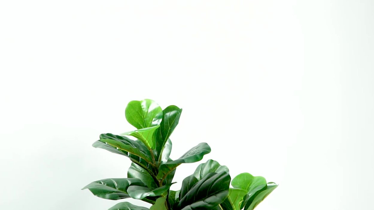 Цветок фикуса