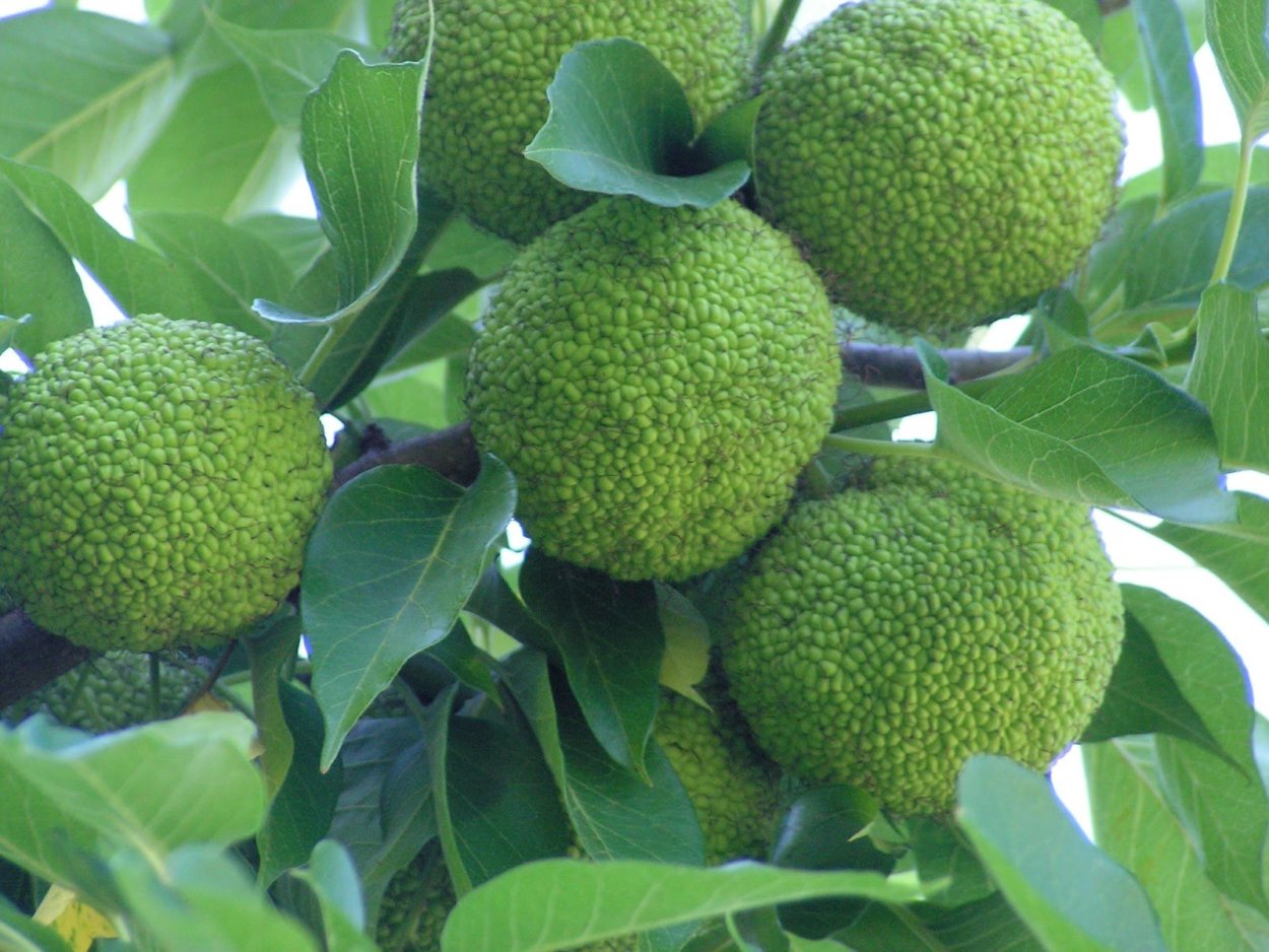 Маклюра Крымская дерево