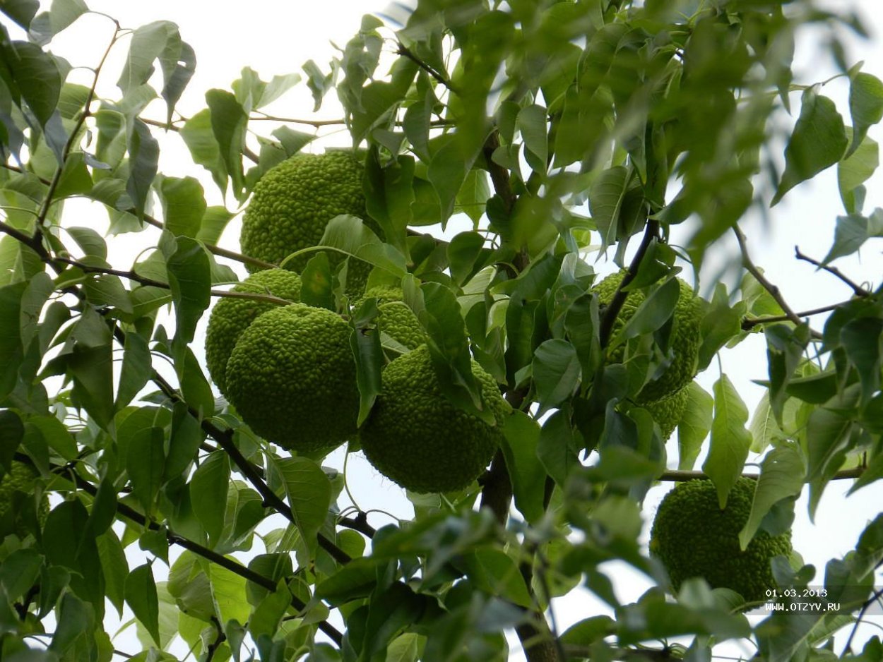 Крымское яблоко маклюра