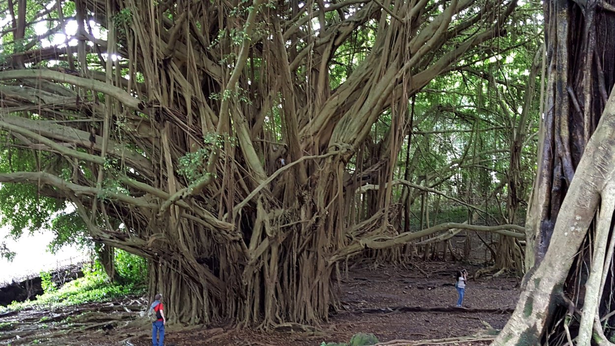 Баньян дерево