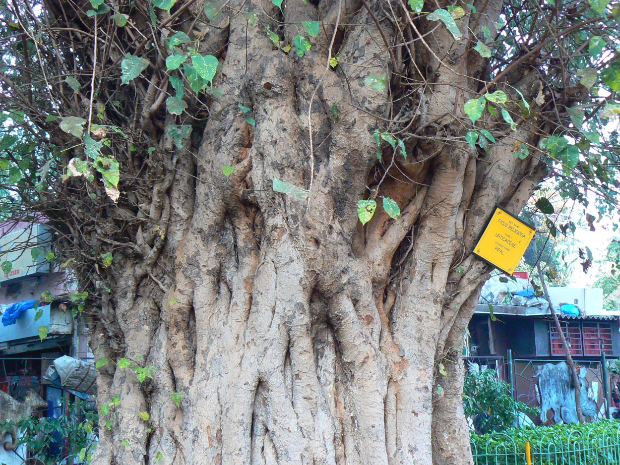 Дерево пипал