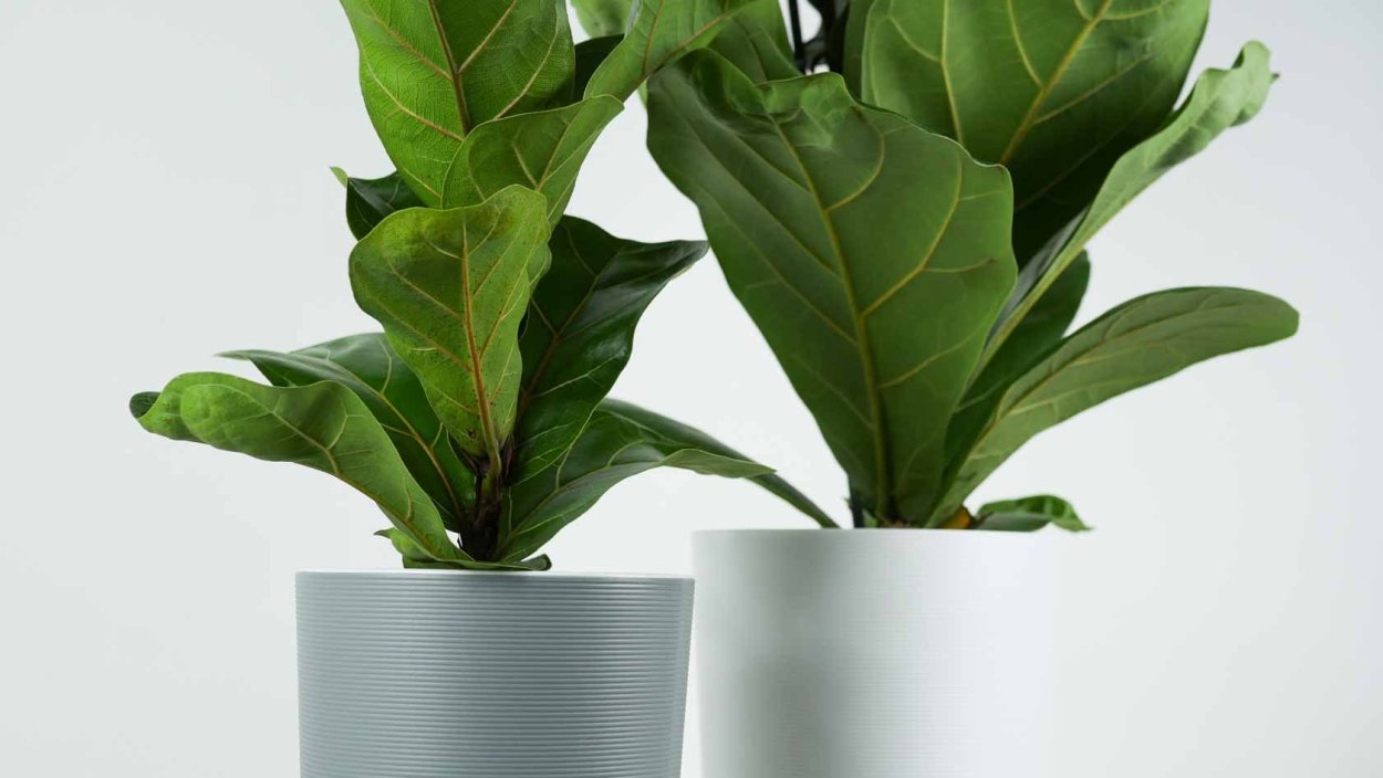 Фикус лирата Бамбино