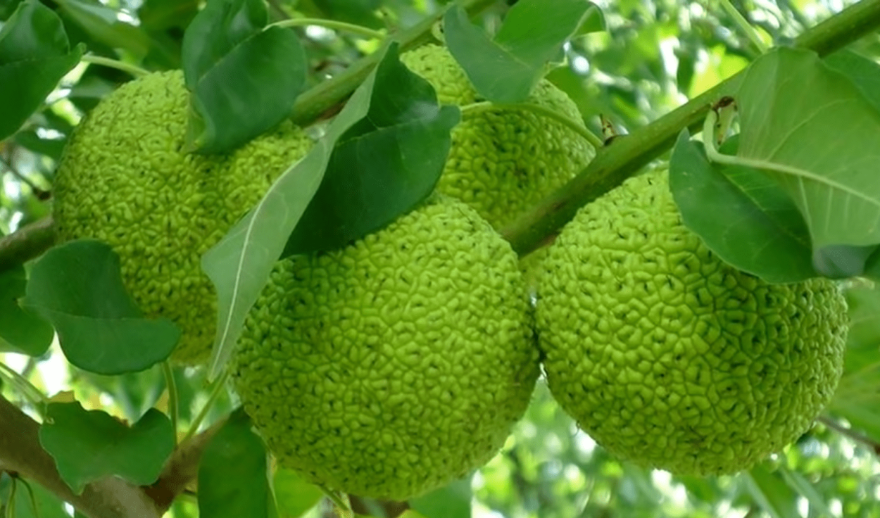 Маклюра яблоконосная