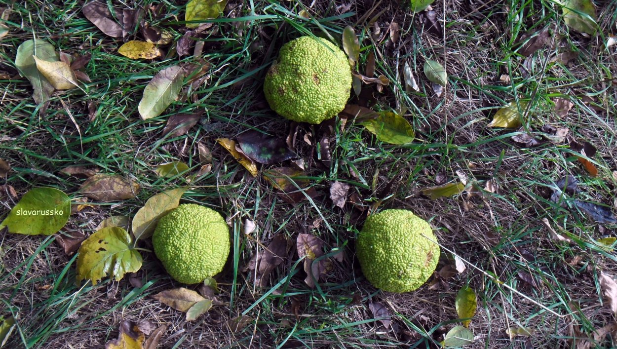 Млечный сок маклюры