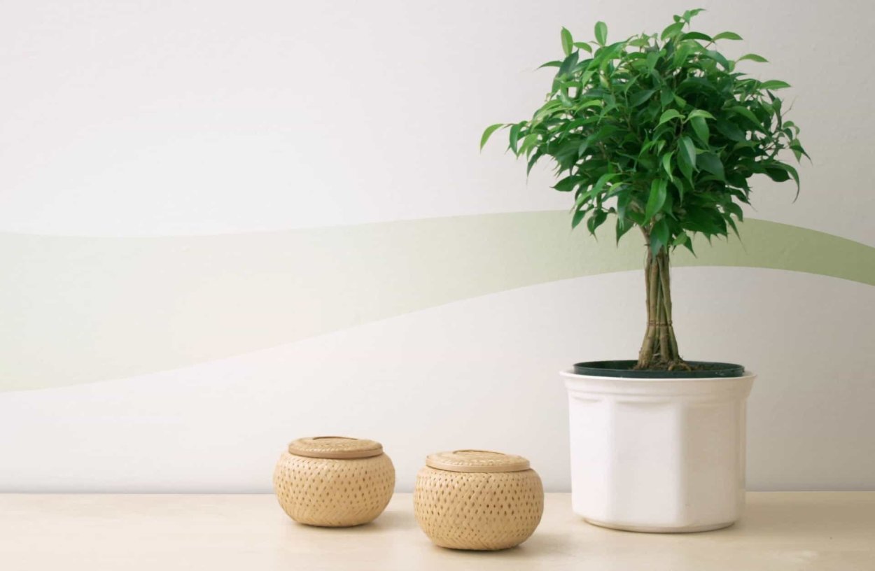 Фикус БРИКС