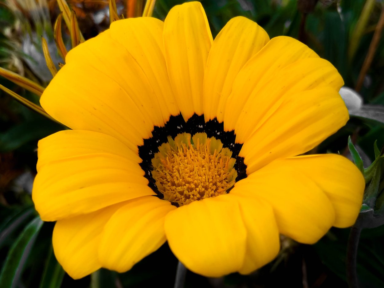 Эсмеральда цветок желтый