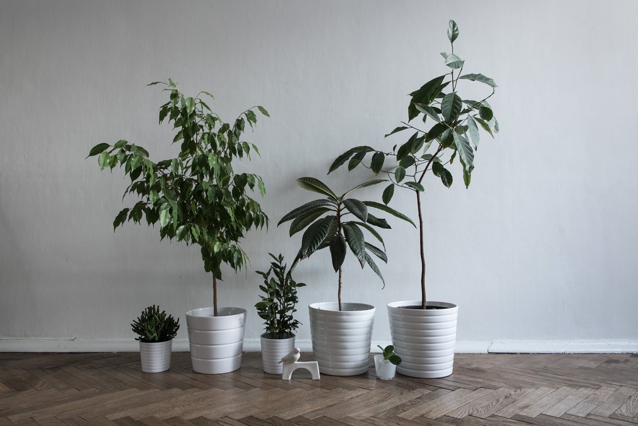 Фикус Папоротниковый