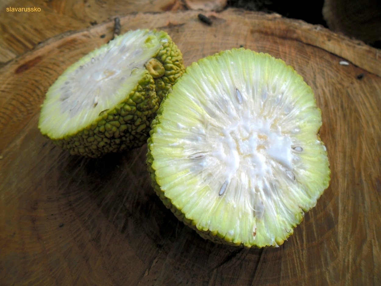 Маклюра адамово