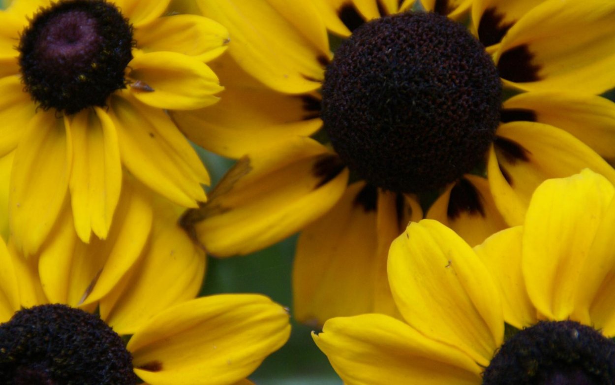 Желтые ромашки с черной серединкой