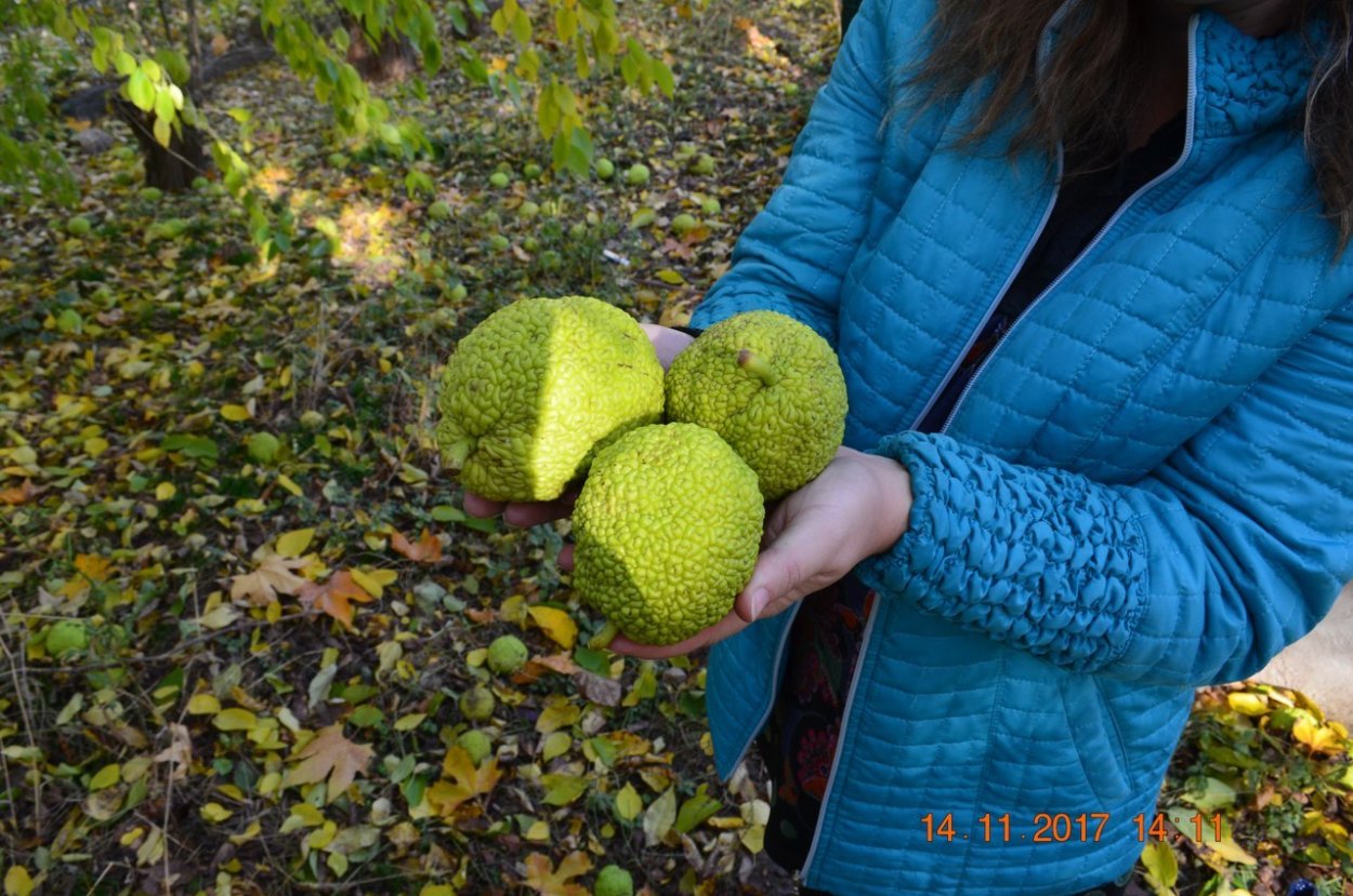 Hedge Apple