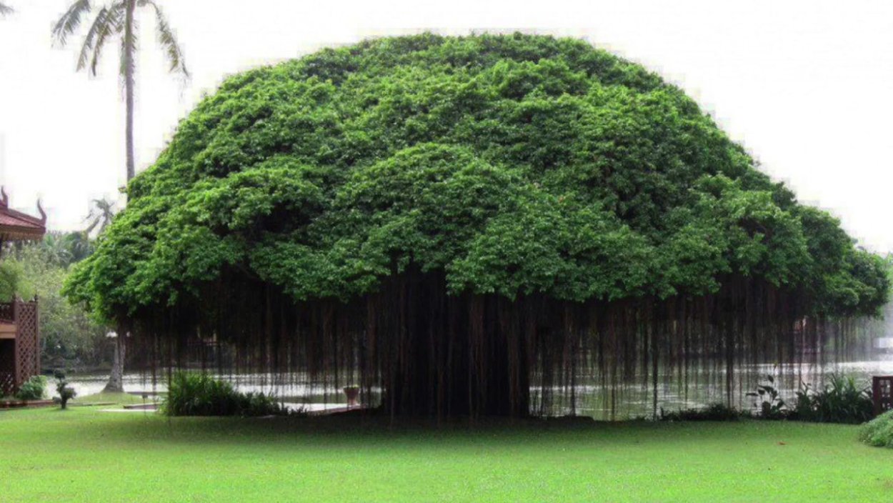 Фикус Баньян