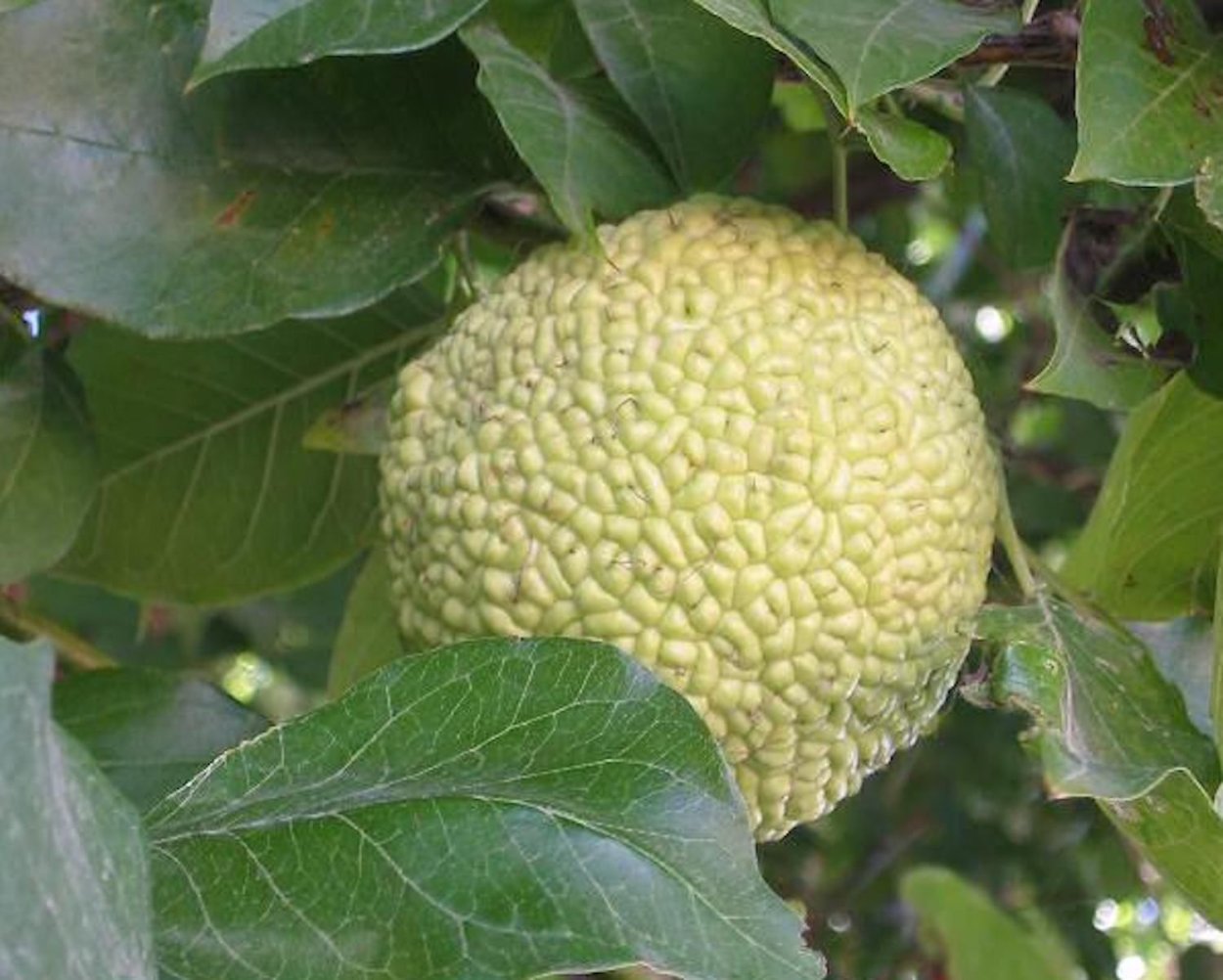 Маклюра яблоконосная