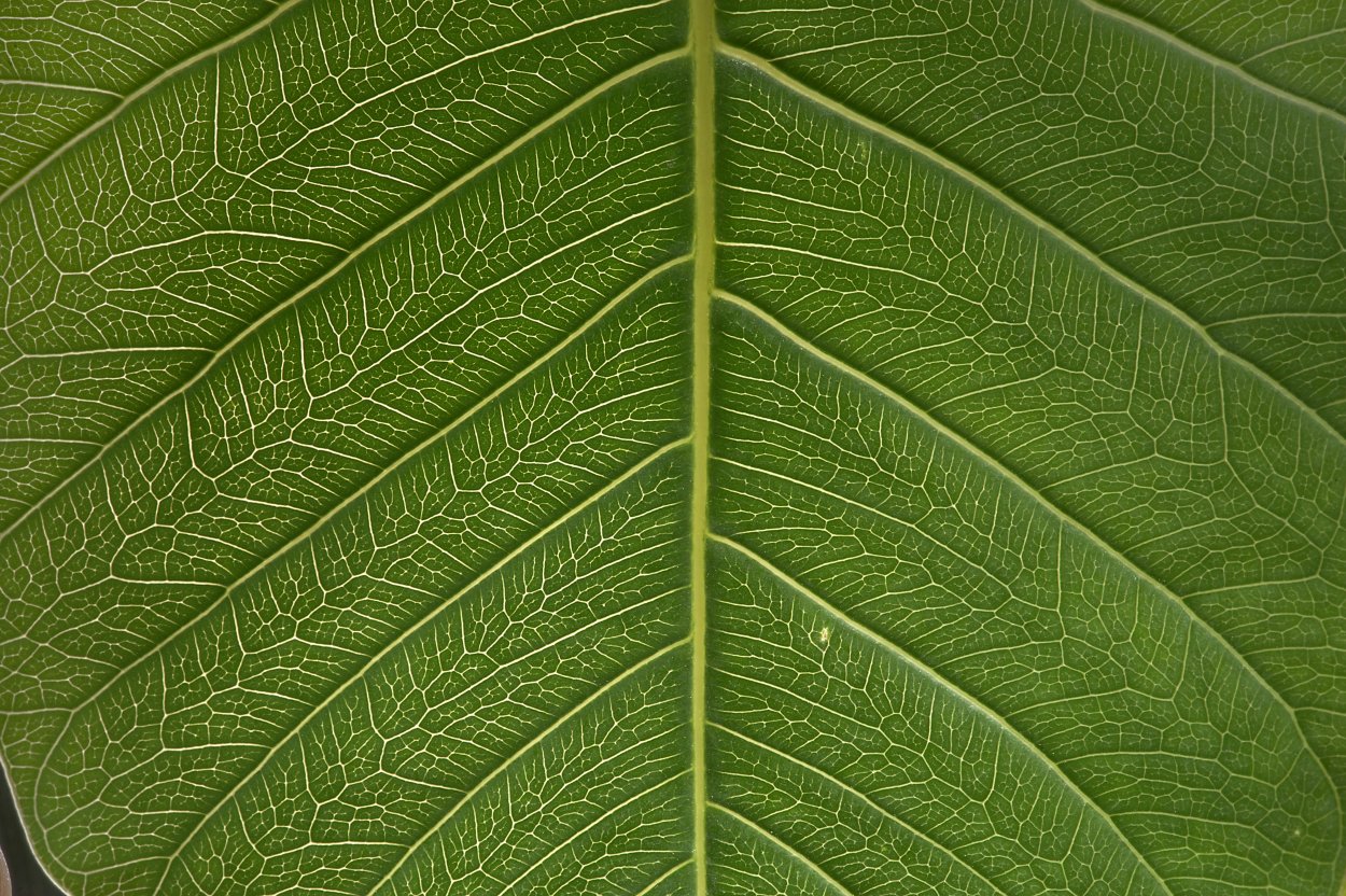 Лист фикуса текстура