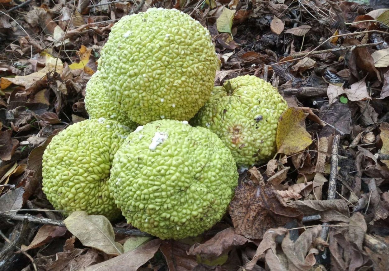 Экзотический фрукт маклюра