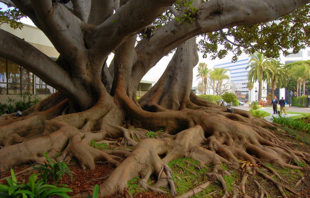 Дерево Бодхи бонсай