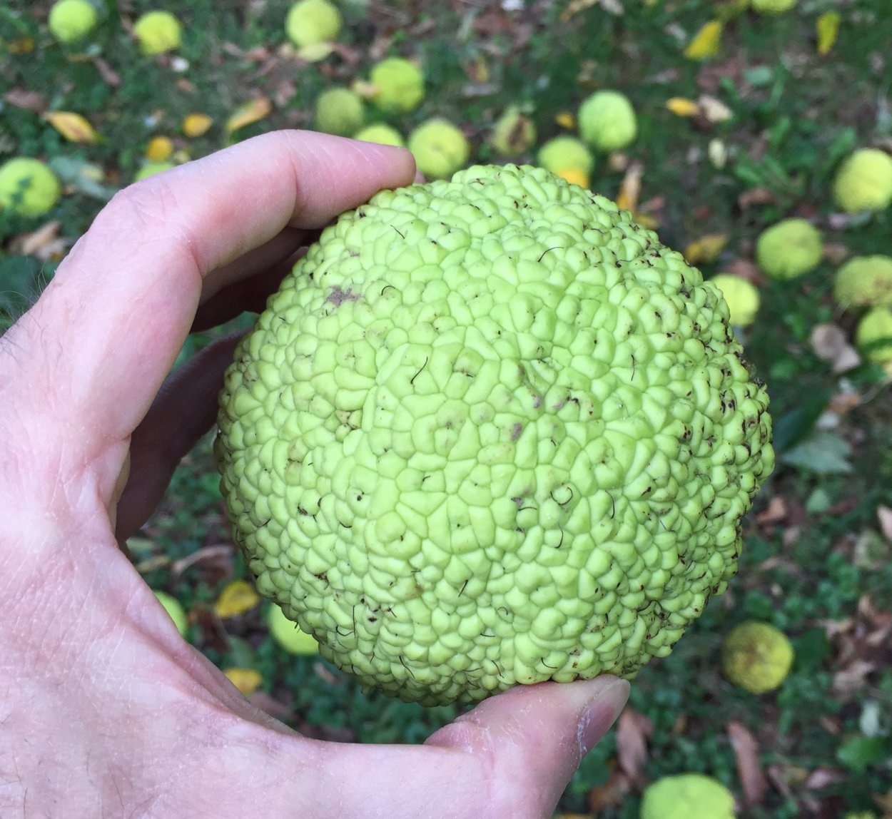 Маклюра адамово яблоко растение