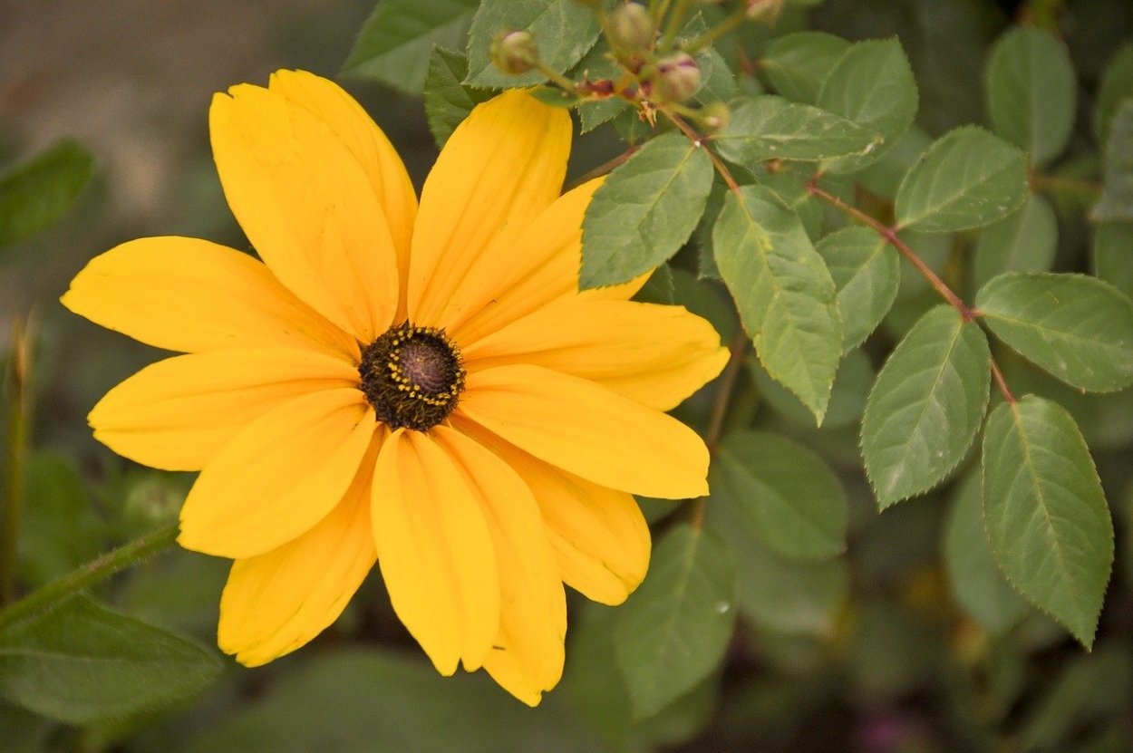 Ромашка желтая с красной серединкой