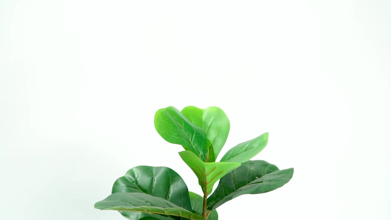 Фикус Эстетика