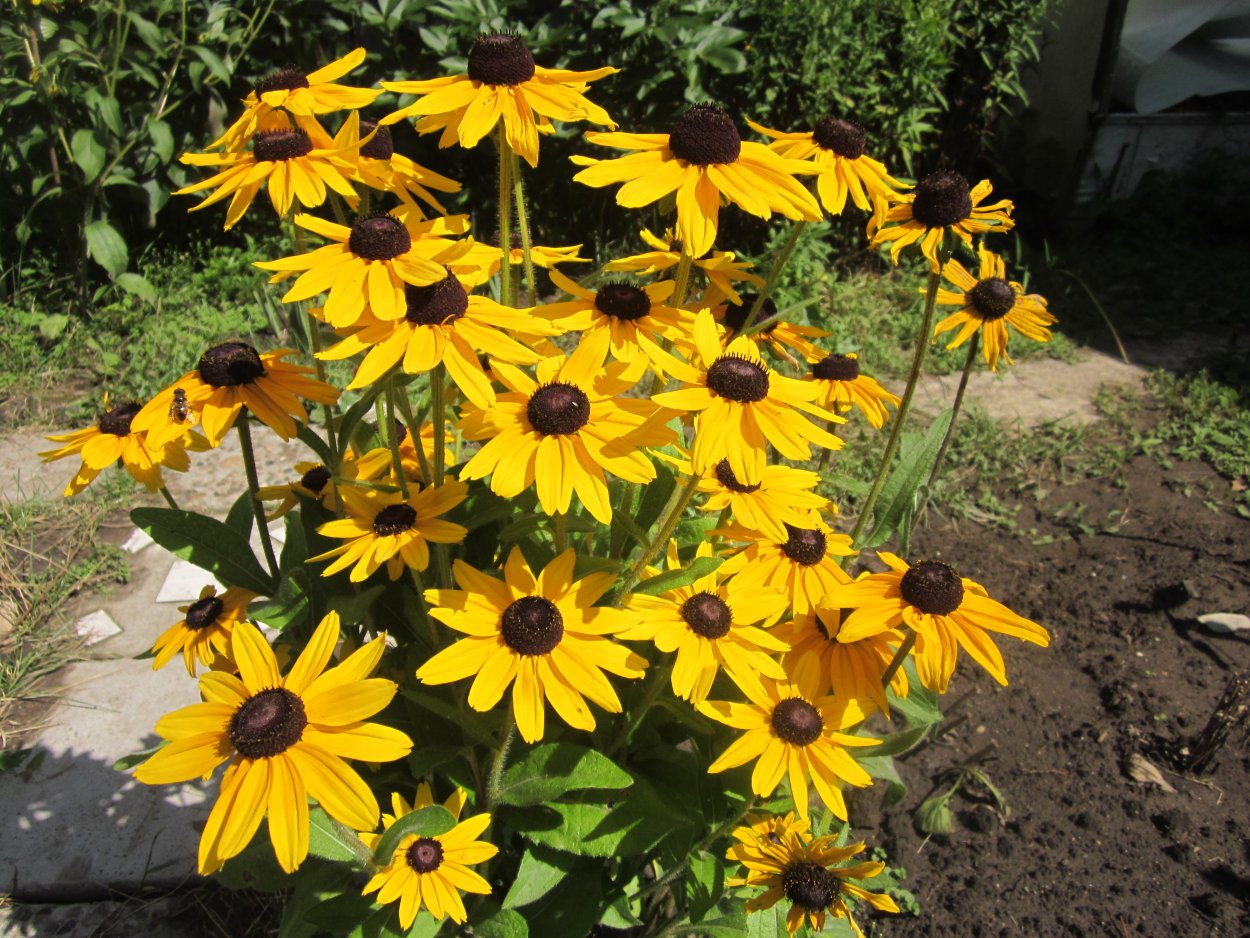 Ромашка с желтыми лепестками