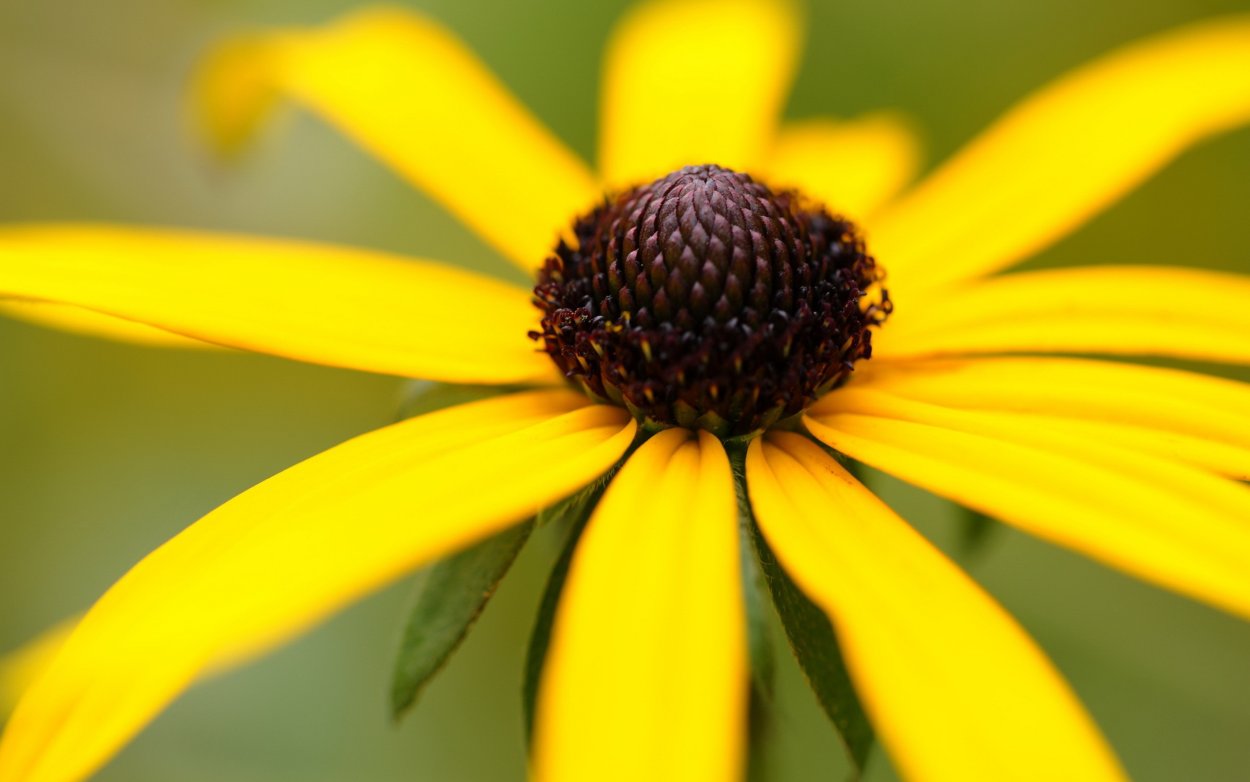 Рудбекия рассеченная золотой шар