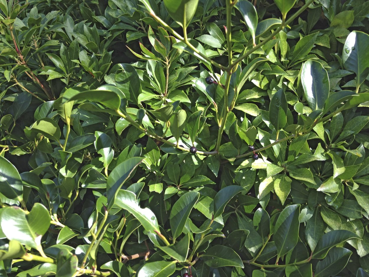 Вечнозеленые лиственные кустарники