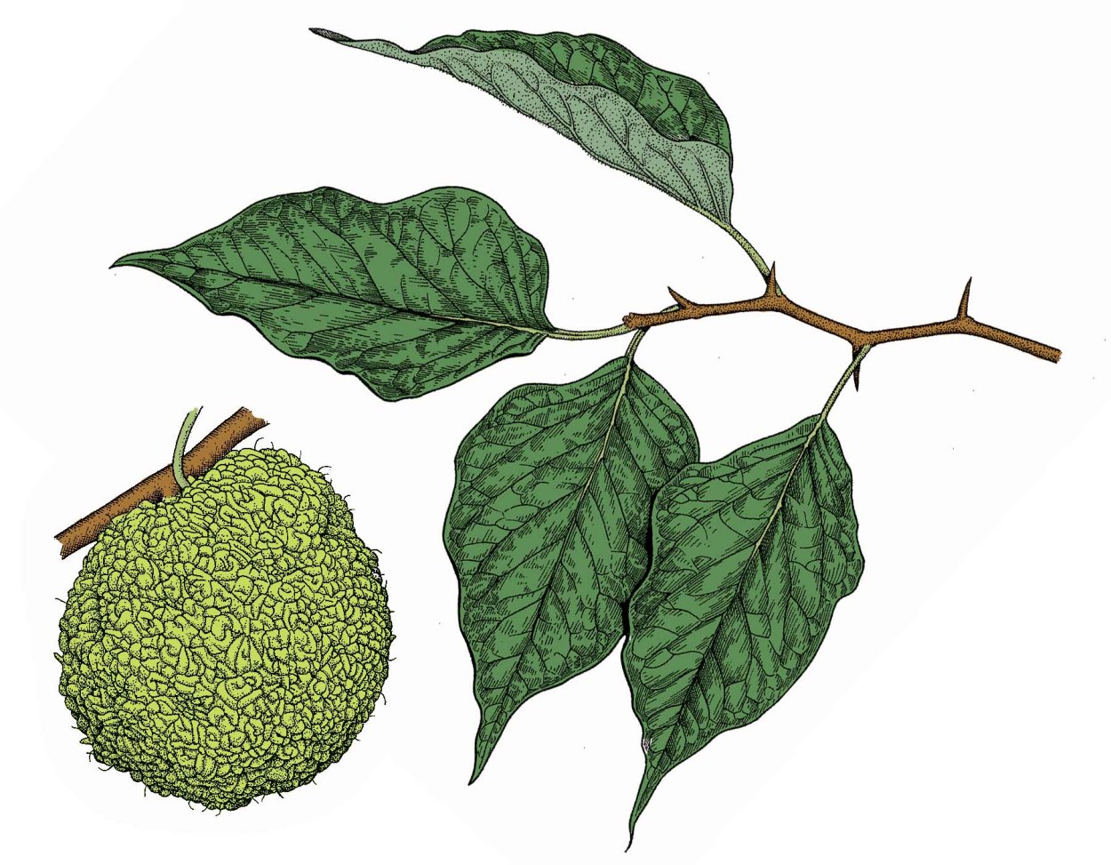 Маклюра оранжевая вектор