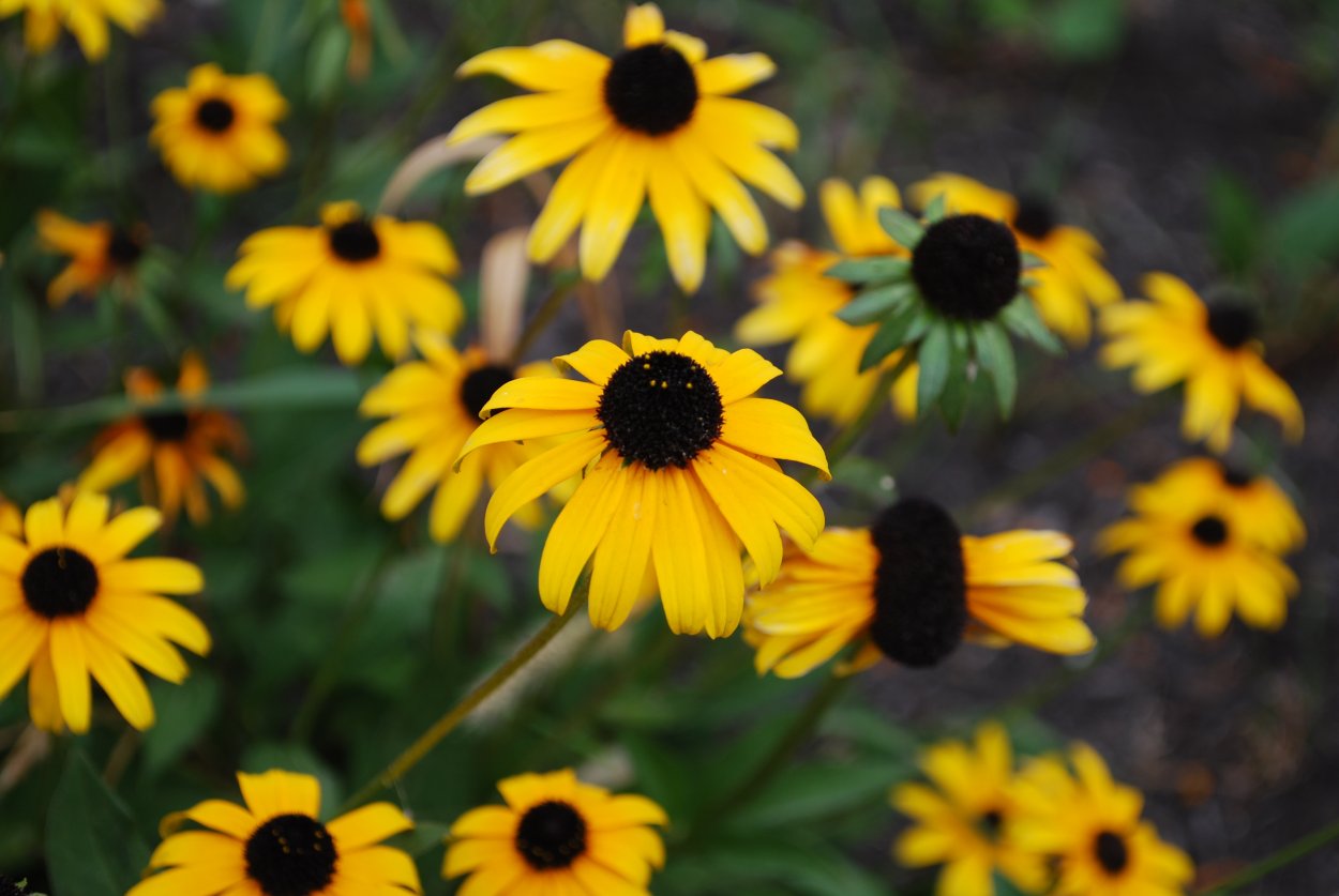 Black eyed Susan цветок