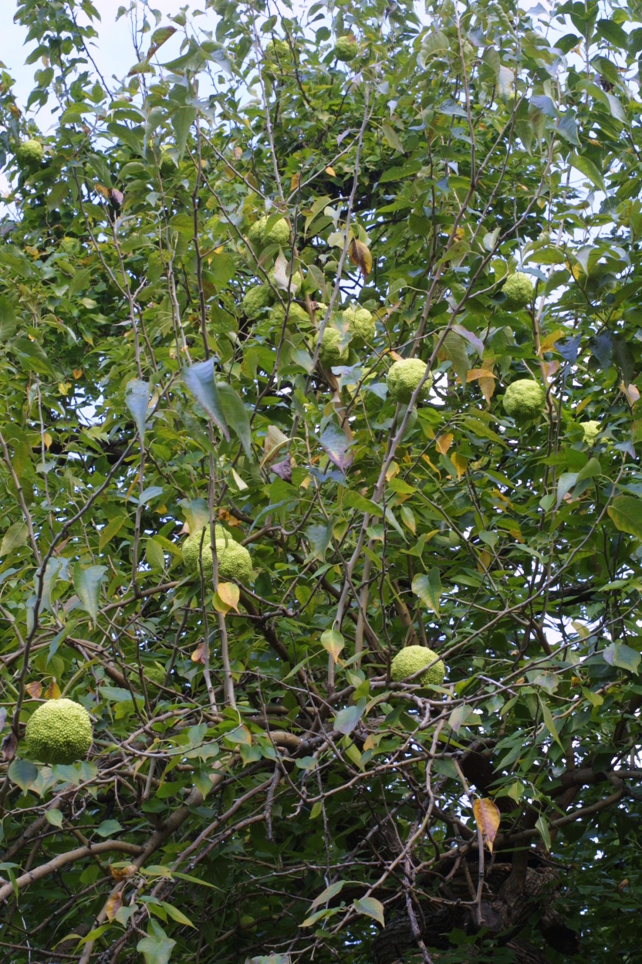 Osage Orange дерево