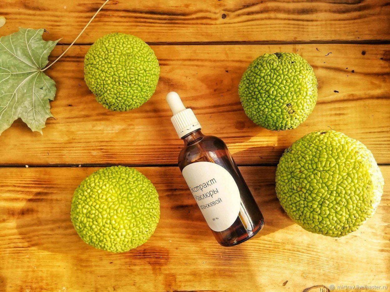 Маклюра адамово