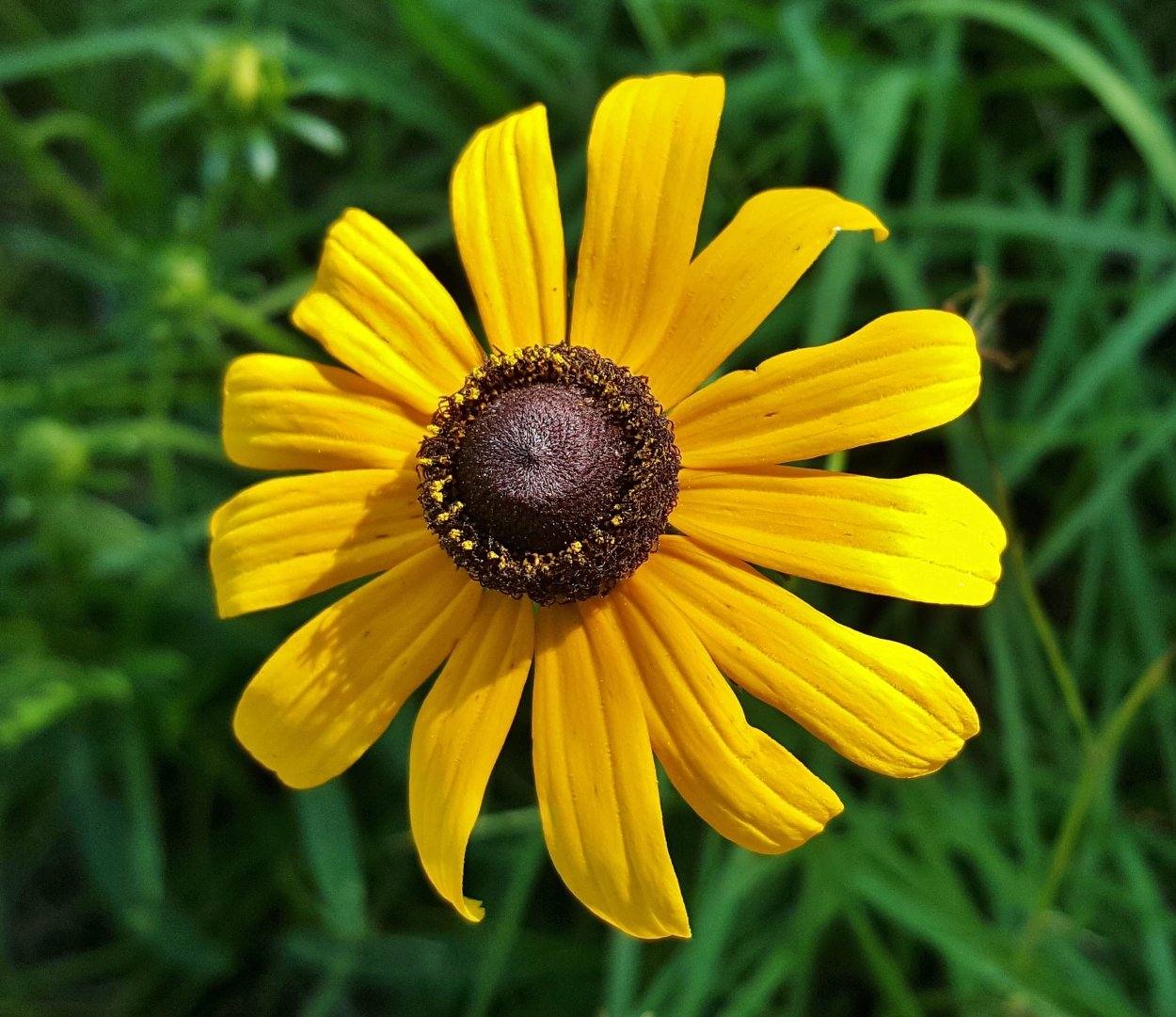 Эхинацея желтая