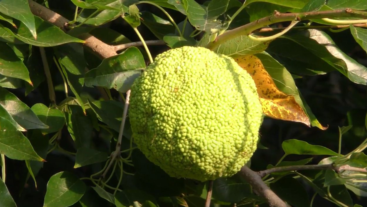 Райский плод маклюра