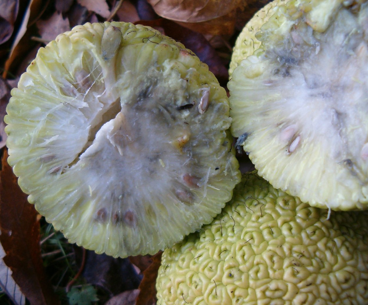 Маклюра пелоид